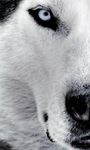 Husky Live Wallpaper image 1