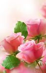 Flowers Live Wallpaper image 9