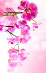 Flowers Live Wallpaper image 8