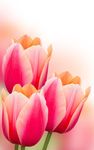 Flowers Live Wallpaper image 5