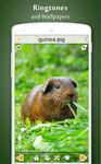 Screenshot 4 di Versi animali apk