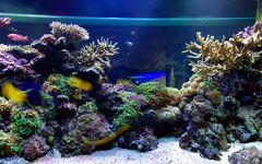 Aquarium Live Achtergronden screenshot APK 1