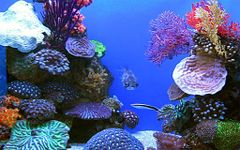 Aquarium Fond d'écran animé capture d'écran apk 