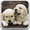Puppies Live Wallpaper