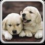 Puppies Live Wallpaper apk icon