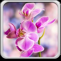 Orchidee Hintergrundbilder Fur Android Download