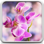 Orchidee Hintergrundbilder APK Icon