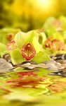 Orchidee Hintergrundbilder Bild 6