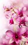 Orchidee Hintergrundbilder Bild 