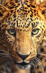 Wild animals Live Wallpaper imgesi 5