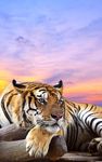 Wild animals Live Wallpaper imgesi 4