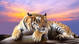 Wild animals Live Wallpaper imgesi 