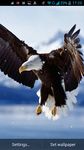 Eagle Live Wallpaper image 5