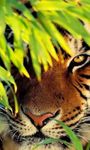 Tigers Live Wallpaper image 6