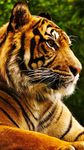 Tigres Fond Animé image 3