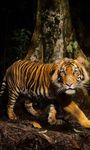 Tigers Live Wallpaper image 2