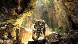 Tigres Fond Animé image 1