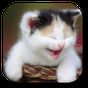 Funny Cat Live Wallpaper APK icon
