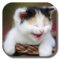 Biểu tượng apk Funny Cat Live Wallpaper