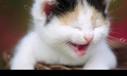 Funny Cat Live Wallpaper afbeelding 7