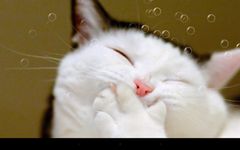 Funny Cat Live Wallpaper afbeelding 3