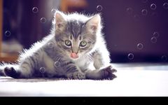 Funny Cat Live Wallpaper image 4