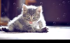 Gambar Funny Cat Live Wallpaper 4