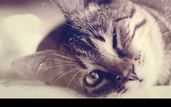 Funny Cat Live Wallpaper afbeelding 1