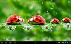 Rain Live Wallpaper Screenshot APK 2