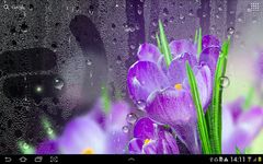 Rain Live Wallpaper Screenshot APK 