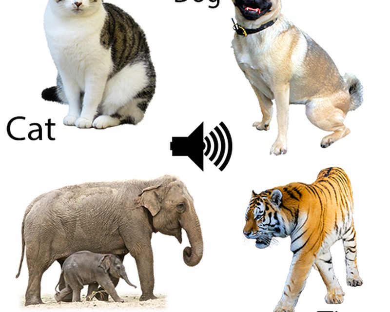 Звуки животных музыка. Животные звуки. Животные издают звуки. Звуки животных словами. Звуки животных для детей.