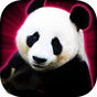 Slots Lucky Panda Casino Slots apk icon