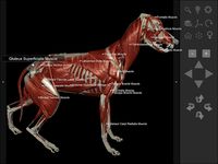 Screenshot 14 di 3D Dog Anatomy apk