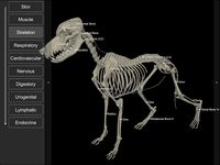 Screenshot 13 di 3D Dog Anatomy apk