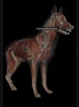 3D Dog Anatomy captura de pantalla apk 