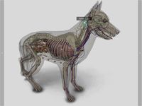 3D Dog Anatomy ảnh màn hình apk 1
