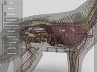 Screenshot 10 di 3D Dog Anatomy apk