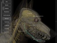 3D Dog Anatomy captura de pantalla apk 4