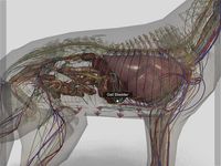 Screenshot 2 di 3D Dog Anatomy apk