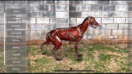 3D Dog Anatomy captura de pantalla apk 17