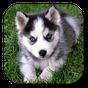 Husky Live Wallpaper APK