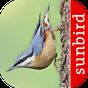Bird Id - British Birds icon