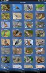 Bird Id - British Birds screenshot apk 4