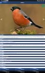 Bird Id - British Birds screenshot apk 