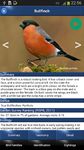 Bird Id - British Birds screenshot apk 13