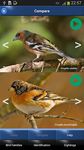 Bird Id - British Birds screenshot apk 11