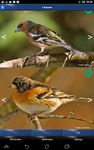 Bird Id - British Birds screenshot apk 3