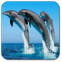 Dolphin Live Wallpaper apk icon
