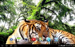 Tiger Live Wallpaper capture d'écran apk 13