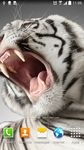 Tiger Live Wallpaper capture d'écran apk 9